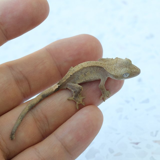 Hypo