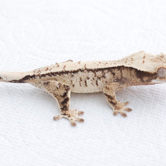 Drippy White Spot Tri Extreme Harlequin Normal
