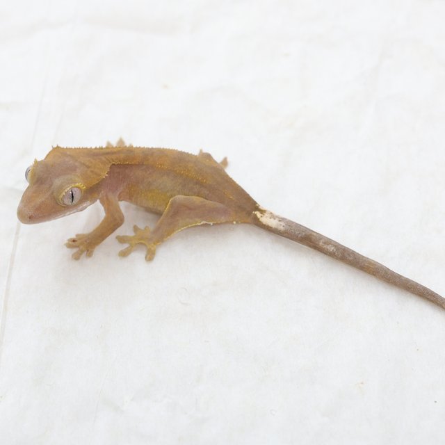 Hypo