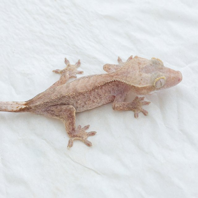 Phantom Hypo