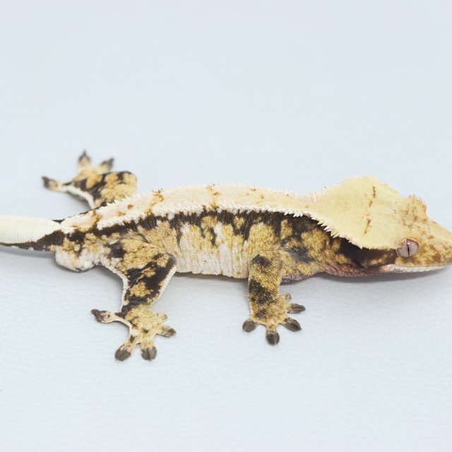 Normal Tri Extreme Harlequin White Spot