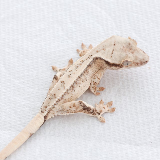 Tri Normal White Spot Extreme Harlequin Drippy