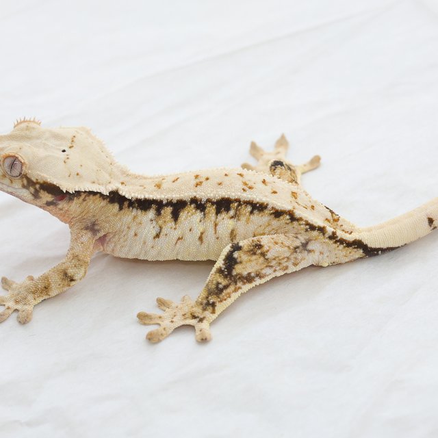 Tri Extreme Harlequin