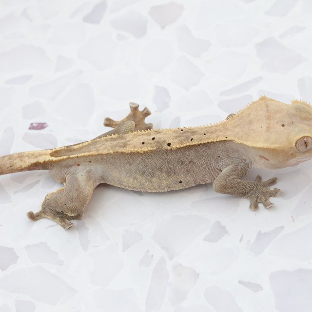 Hypo
