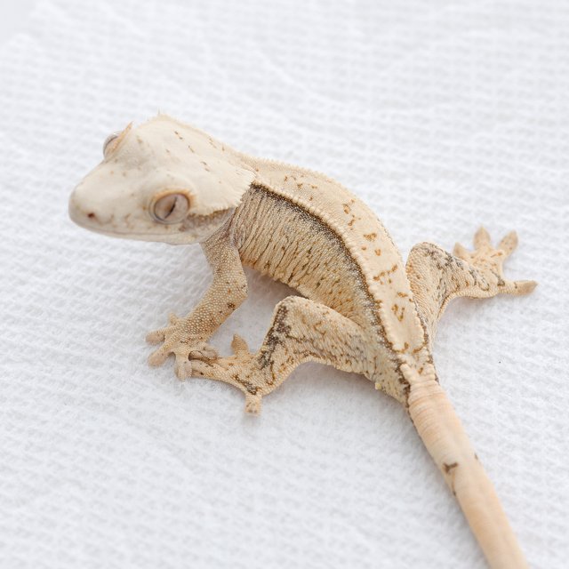 White Spot Tri Extreme Harlequin