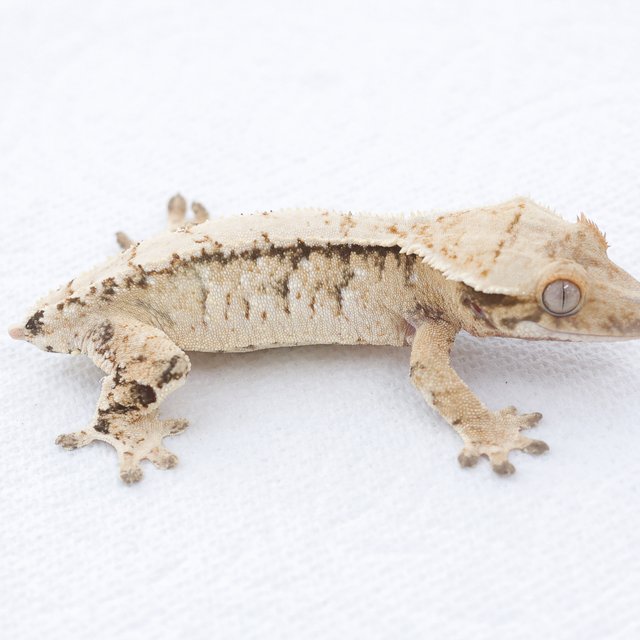 Drippy White Spot Tri Extreme Harlequin Normal