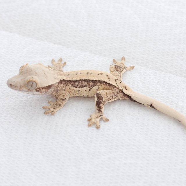 Normal Tri Quad Full Pinstripe