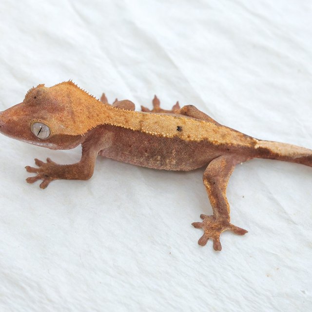 Hypo