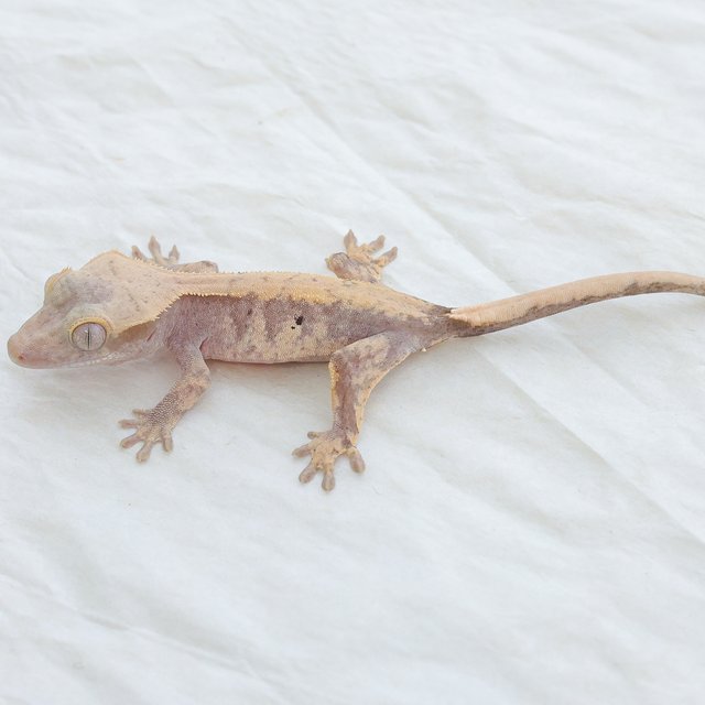Hypo