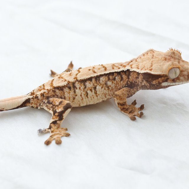 Drippy White Spot Tri Extreme Harlequin Normal