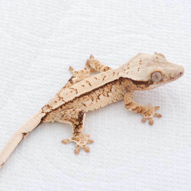 Tri Extreme Harlequin Quad Normal