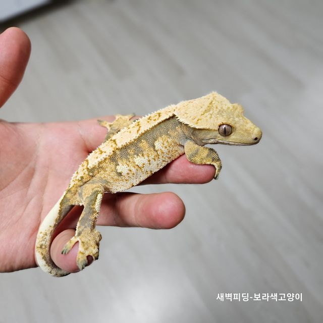 트라이 익스트림할리퀸