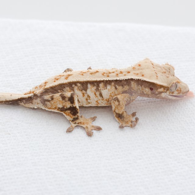 Normal Tri Extreme Harlequin White Spot
