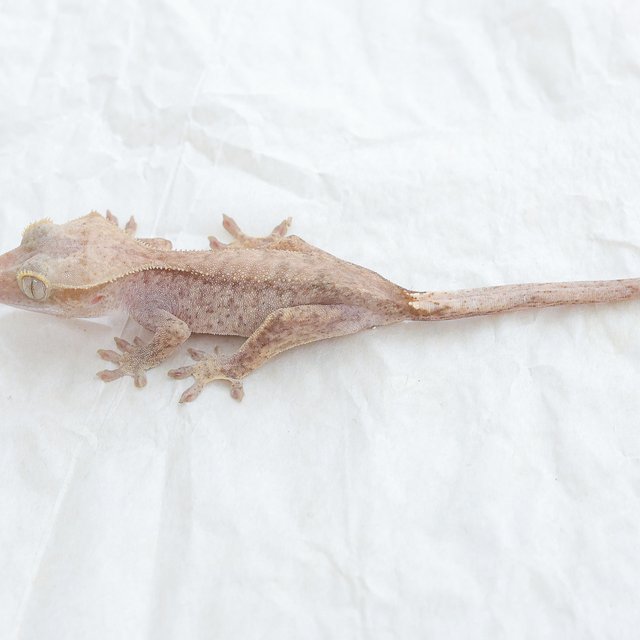 Phantom Hypo