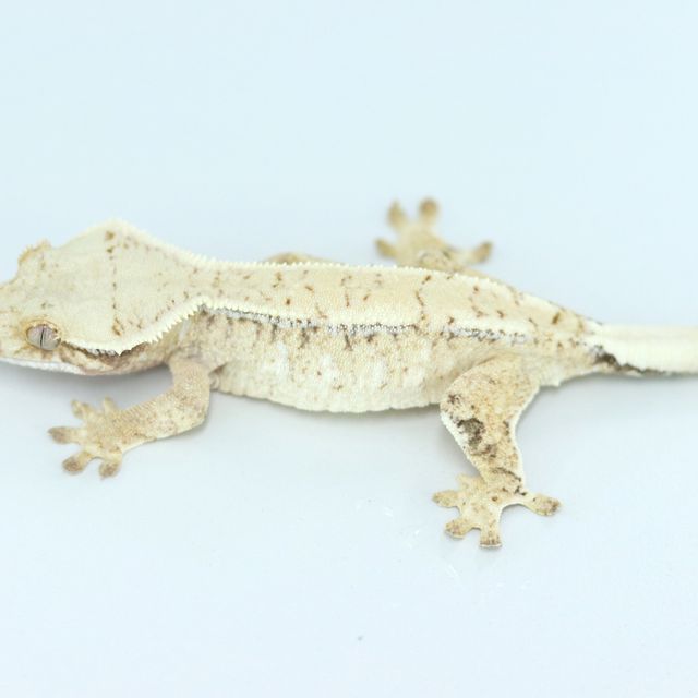 노멀 트라이 드리피 화이트스팟 익스트림할리퀸