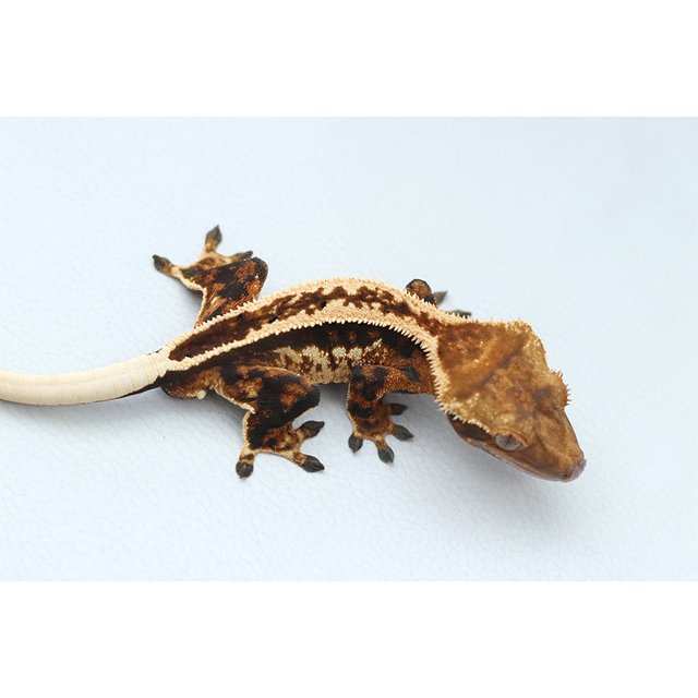 Normal Tri Extreme Harlequin Full Pinstripe