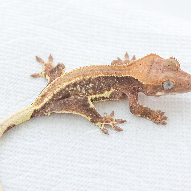 Hypo Phantom LW Sable
