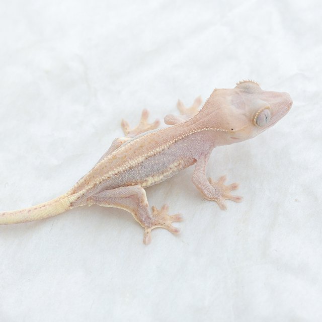Lilly White Hypo