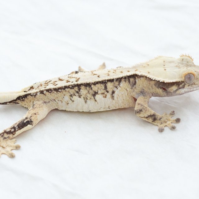 Normal Extreme Harlequin Full Pinstripe Quad Tri