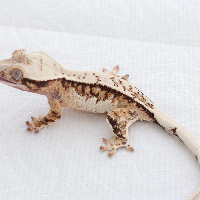 Tri Extreme Harlequin Quad Full Pinstripe Normal