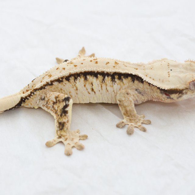Tri Extreme Harlequin