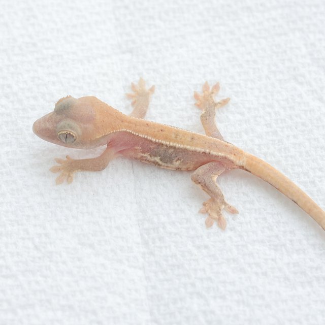 Lilly White Hypo