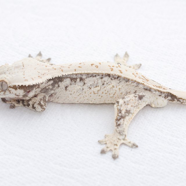Drippy White Spot Extreme Harlequin Normal