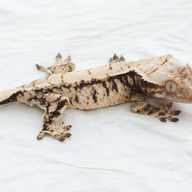 Drippy White Spot Tri Extreme Harlequin Normal