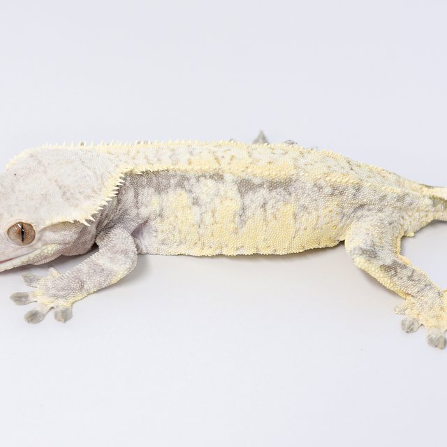 드리피 화이트스팟 트라이 익스트림할리퀸