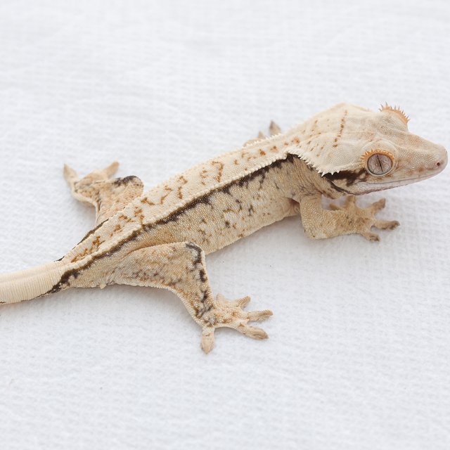 Drippy White Spot Tri Extreme Harlequin Normal