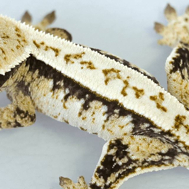 노멀 화이트스팟 트라이 익스트림할리퀸