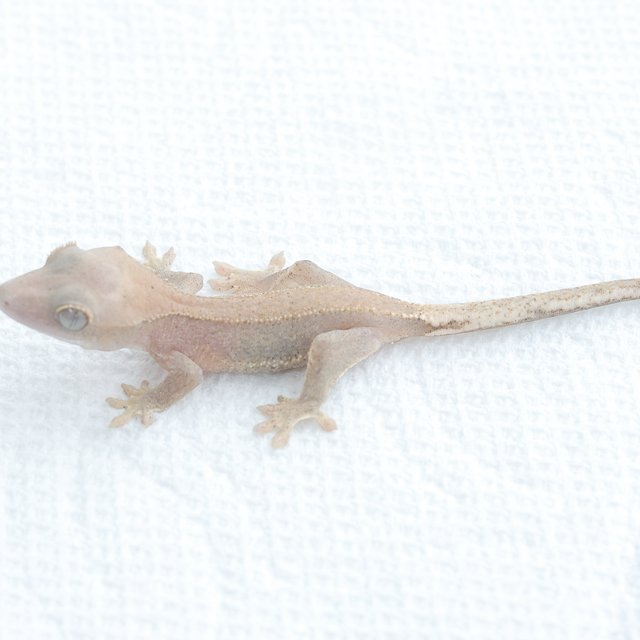 Lilly White Hypo