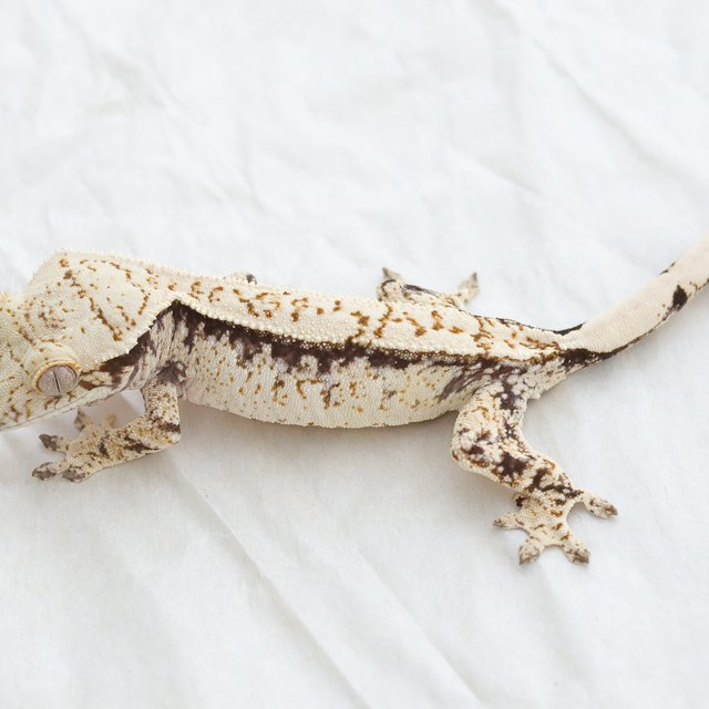 Tri Extreme Harlequin