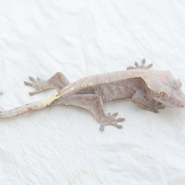 Cappuccino Hypo