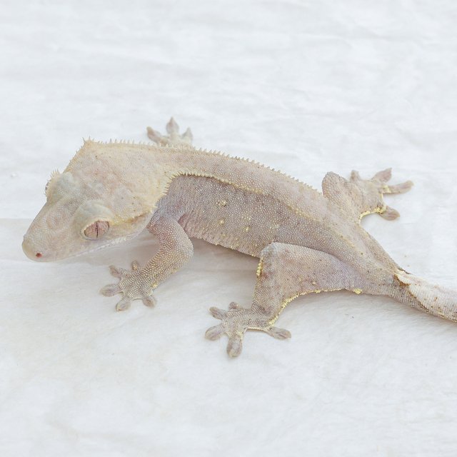 Phantom Hypo