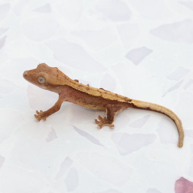 Hypo Normal