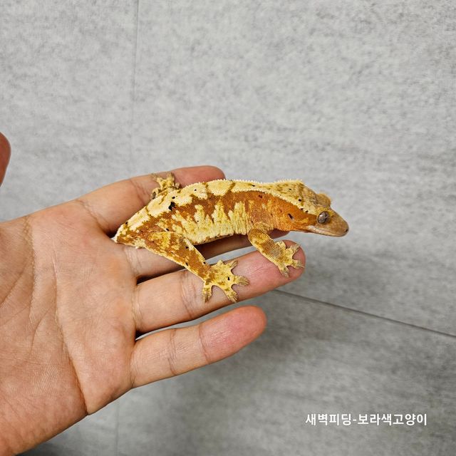 달마시안 익스트림할리퀸 레드