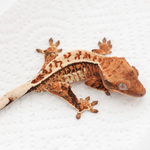 Tangerine Quad Full Pinstripe Tri