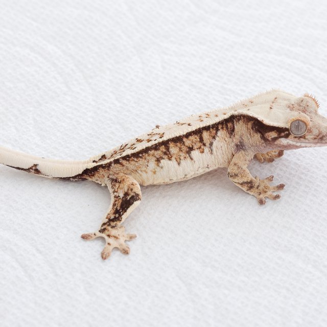 Tri Extreme Harlequin Quad Full Pinstripe Normal