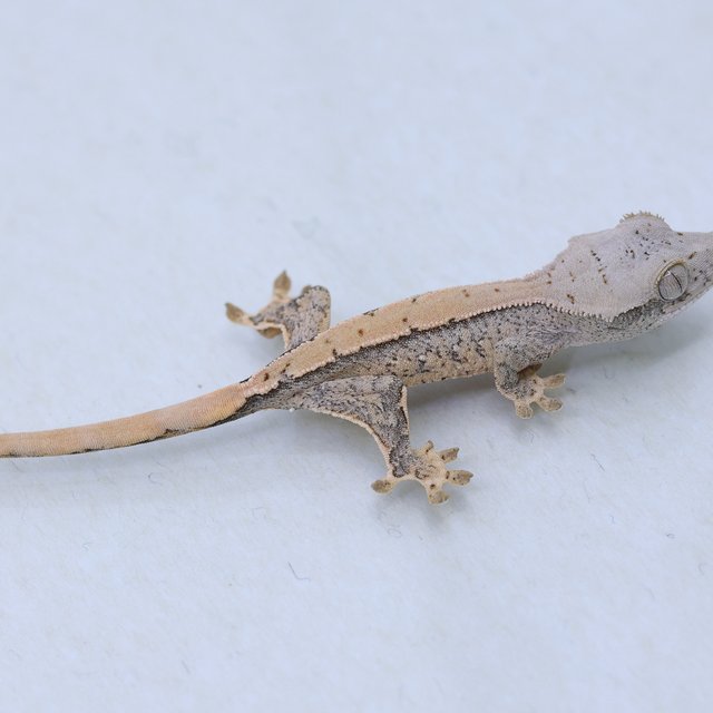 드리피 화이트스팟 트라이 익스트림할리퀸