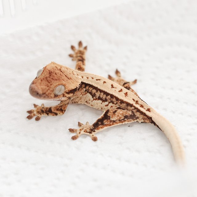 트라이 쿼드 풀핀