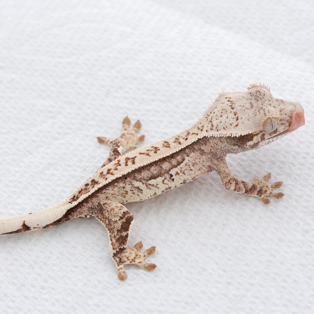 Tri Extreme Harlequin Quad Full Pinstripe Normal