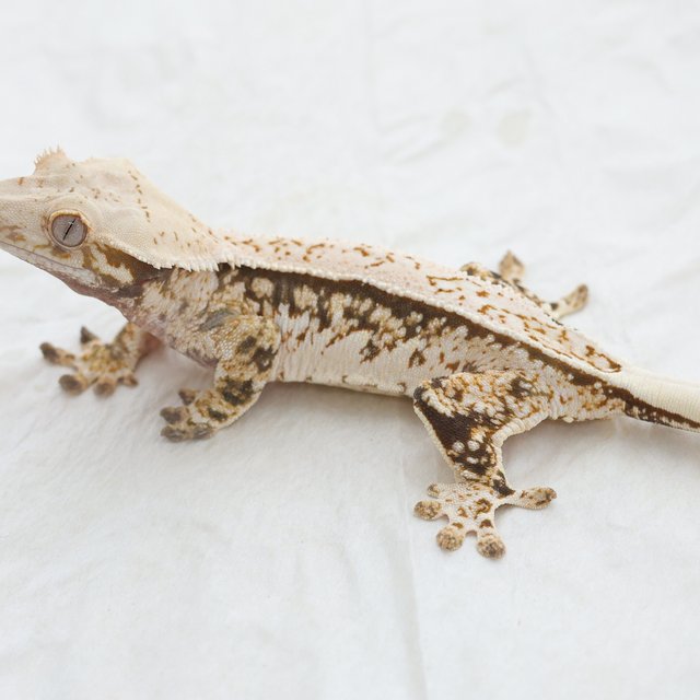 Tri Extreme Harlequin Quad Full Pinstripe