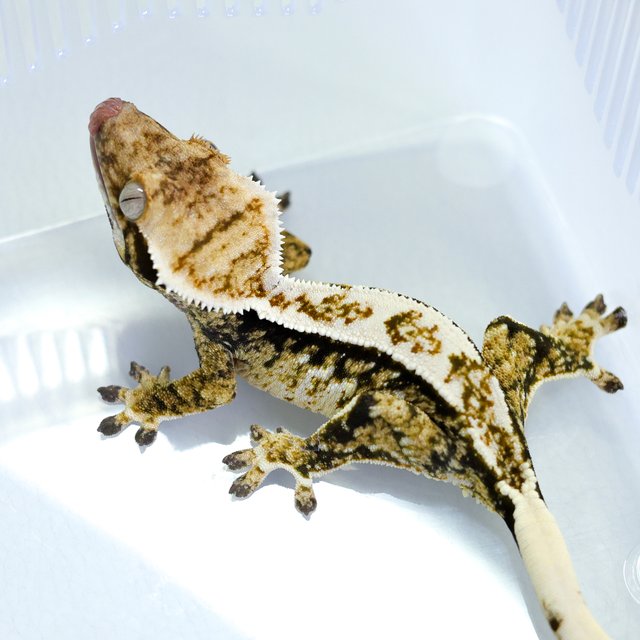 트라이 익스트림할리퀸 화이트핀