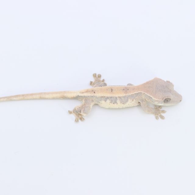 릴리 세이블