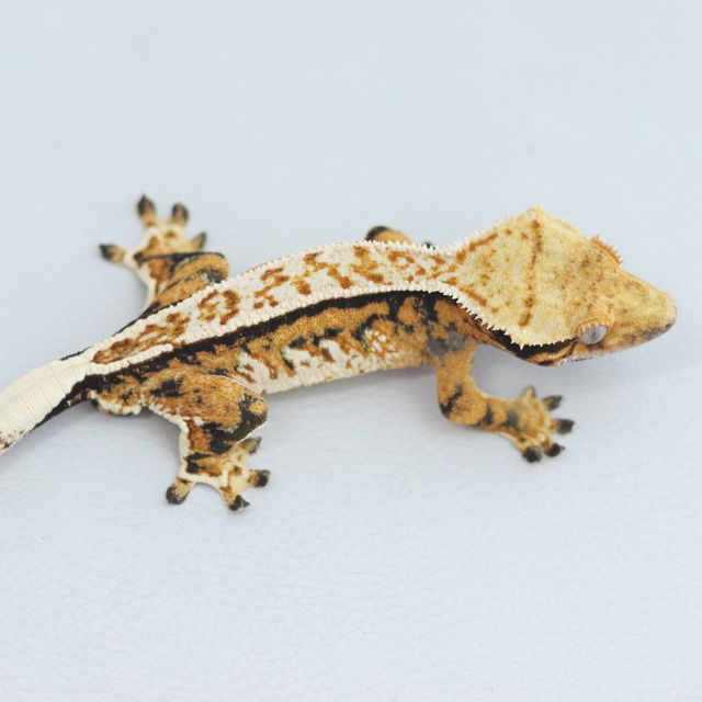 Tangerine Full Pinstripe Tri Quad Normal