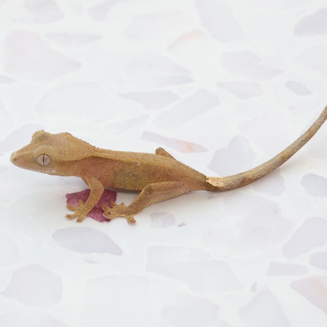 Phantom Hypo Normal