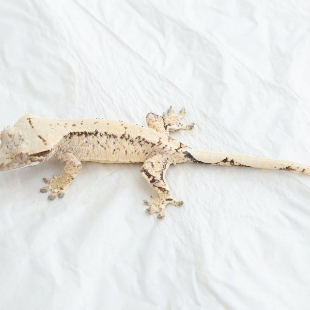 Drippy White Spot Tri Extreme Harlequin Normal