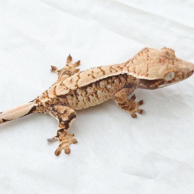 Drippy White Spot Tri Extreme Harlequin Normal