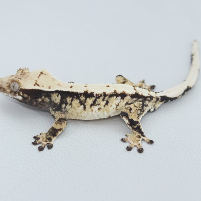 Normal Tri White Spot Extreme Harlequin